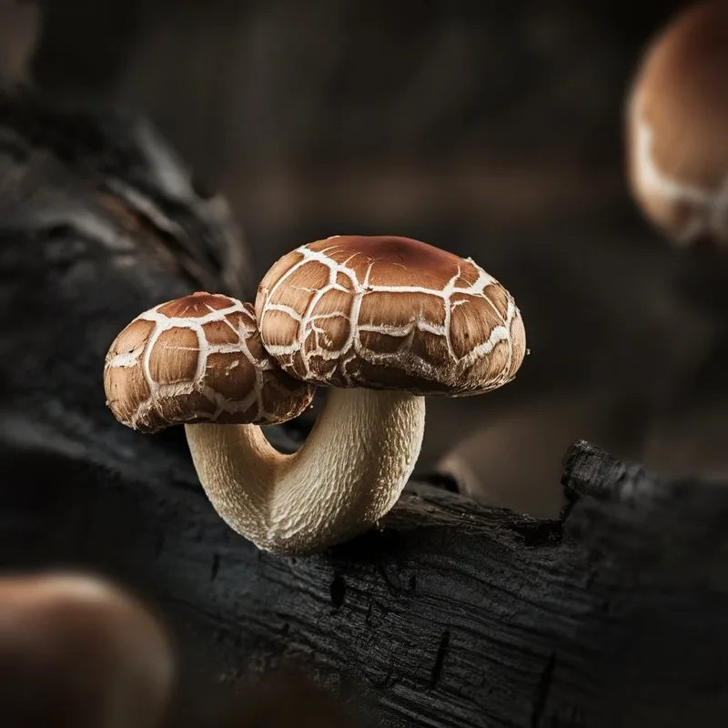 Shiitake